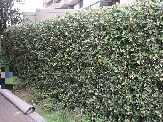 E東大島 大規模修繕工事